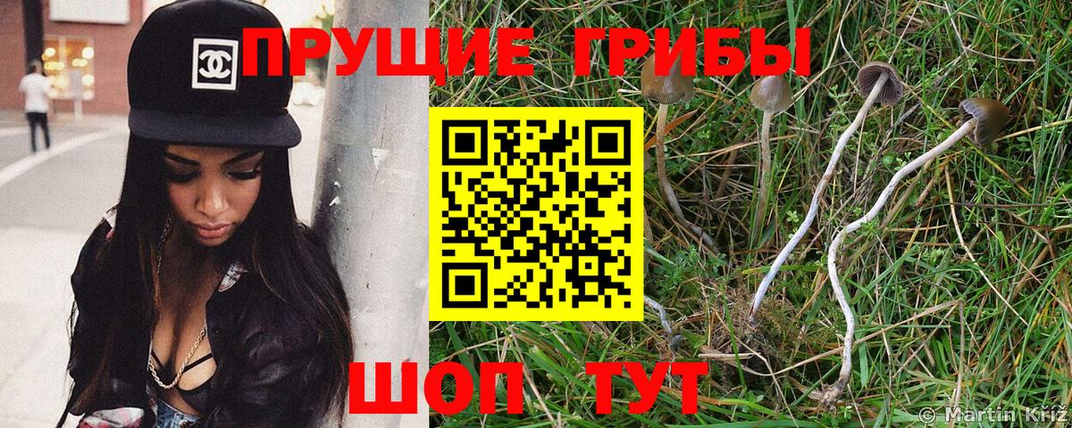 Галлюциногенные грибы Psilocybine cubensis  Вход с VPN  Чебаркуль 